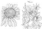 花卉二图