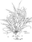 植物光尚