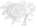 折断花