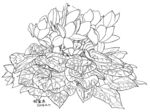 盆栽花卉