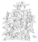 草木写生