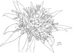 花卉106