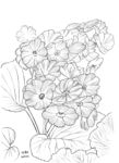 花草1013
