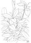小草 叶子