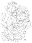 月季花