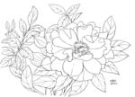 芙蓉