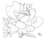 花0