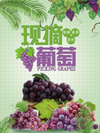 现摘葡萄
