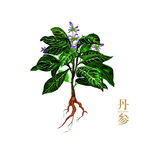 丹参植物