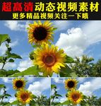向日葵太阳花花海植物实拍视频