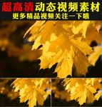 小清新枫叶枫树林实拍视频