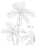 花丛
