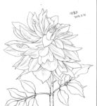 草叶