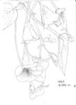 倒挂的花