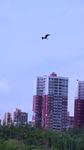 草海黑颈鹤