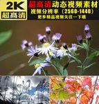 春天草地小草鲜花绽放实拍视频