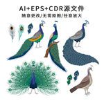 手绘卡通矢量孔雀