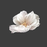 手绘花