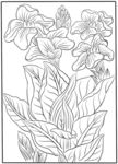 植物白描