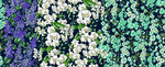 山茶花小碎花