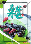 桑葚海报 桑葚采摘海报