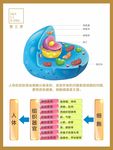 皮肤细胞