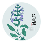 鼠尾草