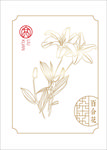 百合花插画