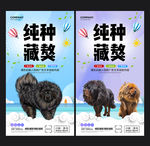 藏獒