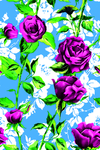 玫瑰花