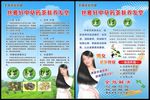 茶麸养发 茶麸宣传单