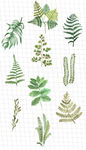 植物 水彩 插画