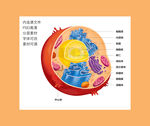 动物细胞