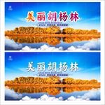 胡杨林