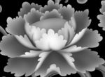 花灰度图