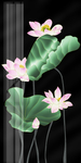 工笔荷花