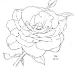 玫瑰花
