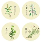 黄芪益母草桂枝麻黄中药矢量图