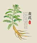 黄芪