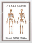 人体骨络正背面对照图
