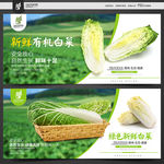 白菜