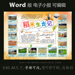 word版电子小报稻米生长记