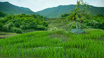 小山坡上一棵树