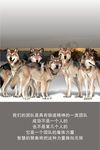 狼道精神