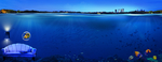 海岸生活 河岸 海底世界