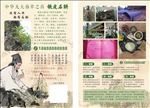 铁皮石斛宣传单页