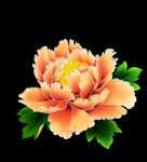 花 牡丹花 工笔牡丹 花素材