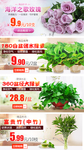 多款鲜花绿植绿萝唯美浪漫宣传图