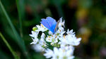 白花蓝色蝴蝶