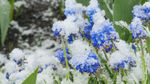 蓝色花呗大雪覆盖